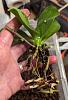 Dealing with rescued phalaenopsis-pxl_20240108_201758271-jpg