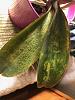 Phalaenopsis Leaf Spots?-img_7485-jpg