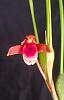Maxillaria Sanguinea-20240217_141250-jpg