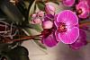 Ray's Orchid Formula Test (UPDATE #1)-phal-2-2-17-2024-jpg
