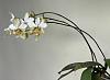 Phalaenopsis Stuartiana-4057d224-03c4-459c-bb64-580423b49c88-jpg