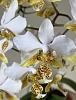 Phalaenopsis Stuartiana-2304e1ce-7d28-4823-8382-6075278656d8-jpg