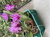 cattleya amethystoglossa first bloom seedling-img_4383-jpg