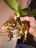 Can my orchid be saved?-img-20240314-131956949-jpg