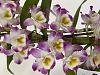 Dendrobium blooming-img_1325-jpg