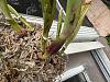 Cattleya purple pseudobulb and leaf spots?-img_8898-jpg
