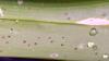 Grammatophyllum leaf spot issue help! Please-20240323_084520-jpg