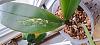 Should I apply cinnamon on broken phalaenopsis leaves?-20240401_125141-jpg