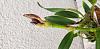 What is wrong with my cattleya? (Picture)-20240209_111232-jpg