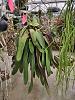 Click image for larger version

Name:	Bulbophyllum_phalaenopsis_Dimmitt_20240414_seca.jpg
Views:	N/A
Size:	99.3 KB
ID:	166567