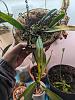 Bulbophyllum Elizabeth Ann Buckleberry leaves suddenly deteriorating-pxl_20240409_180001732-jpg