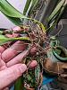 Bulbophyllum Elizabeth Ann Buckleberry leaves suddenly deteriorating-pxl_20240409_180036113-jpg