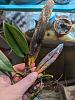 Bulbophyllum Elizabeth Ann Buckleberry leaves suddenly deteriorating-pxl_20240414_160633487-jpg