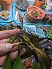 Bulbophyllum Elizabeth Ann Buckleberry leaves suddenly deteriorating-pxl_20240414_160652861-jpg