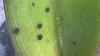 Black spots on Cattleya new leaves only-img_4837-jpg