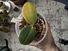 Help me save this baby orchid please-img_7668-jpg