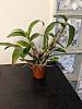 Dendrobium Hibiki care-pxl_20240424_145730535-jpg