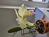 Cattleya mossiae semi-alba &quot;first&quot; bloom-20240429_180656-jpg