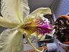 Cattleya mossiae semi-alba &quot;first&quot; bloom-20240429_180650-jpg