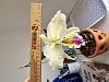 Cattleya mossiae semi-alba &quot;first&quot; bloom-20240429_180730-jpg