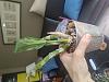Catasetum coming out of dormancy and first roots aborted despite dry media?-p_20240508_152103-jpg