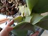 Phalaenopsis gigantea - long term growing project-p_20240518_151623-jpg