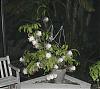 Night Blooming Cereus in Bloom!-night_blooming_cereus_1ob-jpg