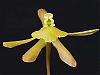 Epidendrum conopseum-epidendrum-conopseum-jpg