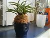 Just potted my Neofinetia falcata traditional Japanese style-neopot1-jpg