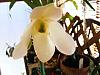Paphiopedilum ID-2008_0502xmas0001-jpg