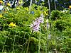 Wild Orchids-p1010714-jpg