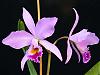 C. labiata-2008_10040015-jpg
