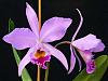 C. labiata-2008_10040007-jpg