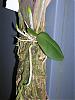 Phalaenopsis lobbii (parishii var.) *MINI*-phalaenopsis_lobbii_parishii_var_-01-medium-jpg