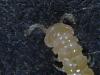 Wormlike bugs in Brassia potting medium-bug-brassia_9-jpg