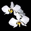 Phal. amabilis - moon orchid-phalaenopsis-amabilis-jpg