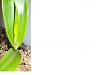 Coelogyne Ovalis Lindl - How do I care for it?-coelogyne-ovalis-lindl-1-reduced-jpg