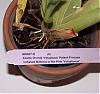 Voluptuos orchid with redish brown spots on leaves-orchdvolupyuostag-jpg