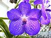 V. Fuch's Delight x V. coerulea-2009_01010007-jpg