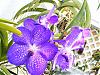 V. Fuch's Delight x V. coerulea-2009_01010015-jpg