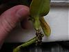 Doritis in water culture, advice please!-008-jpg