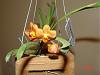 Blooming Phals and Ascda-orchid-pictures-005-jpg