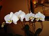 New blooming pictures with my new camera-phal-sogo-yukidan-v3-jpg