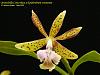 Oerstedella Costa Rica x Epidendrum cristatum-oerstedella-costa-rica-epidendrum-cristatum-jpg