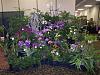 Pictures added: Tampa Bay Orchid Society Annual Show and Sale-100_9894-jpg