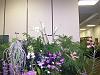 Pictures added: Tampa Bay Orchid Society Annual Show and Sale-100_9896-jpg