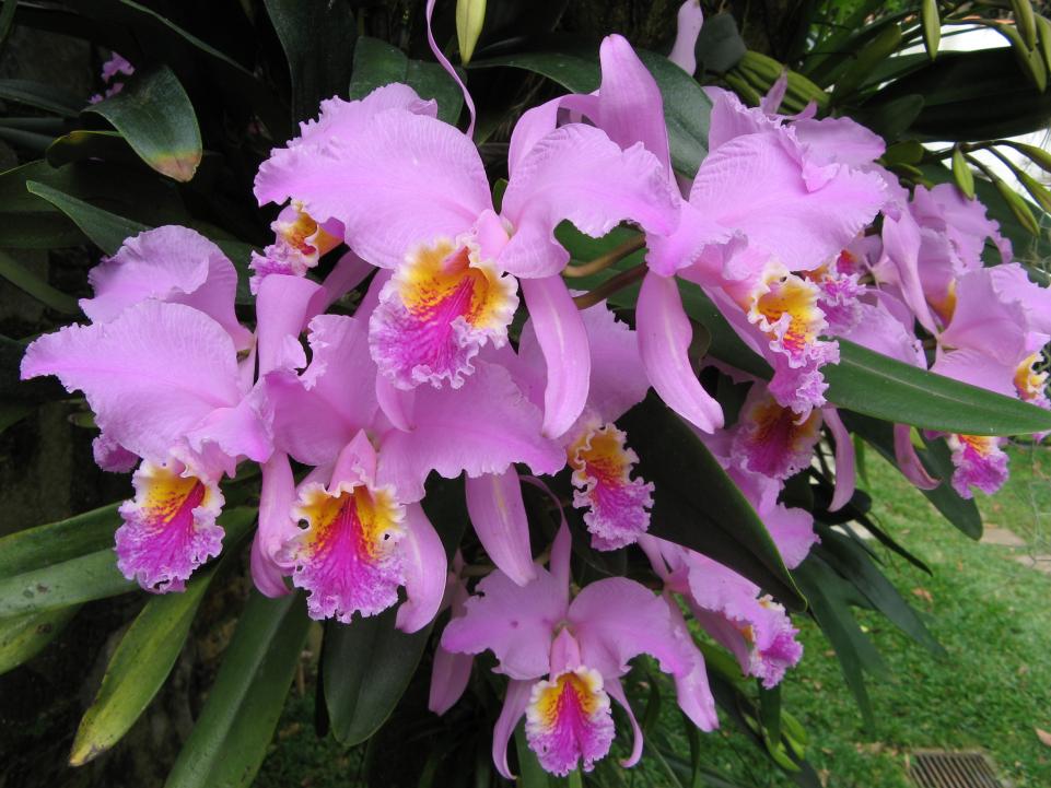 Some Blooming of Cattleya Mossiae - Orchid Board - Most Complete Orchid  Forum on the web !