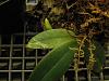 Blooming Pteroceras semiteretifolia and an injured Aerangis fastuosa-img_5509-medium-jpg