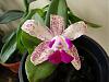 Orchids with a strong scent-dsc00072-jpg