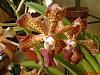 Orchids with a strong scent-dsc00509-jpg